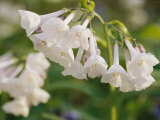 Close View of Bluebell Flowers
