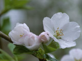 Close View of a Cluster of Cherry Blossoms in Rock Creek Park