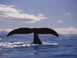 Buy A Bowhead Whale, Also Known as a Greenland Right Whale, Has its Tail Above the Waters Surface at AllPosters.com