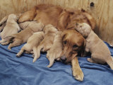 Sixteen-Day-Old Golden Retriever Puppies Nurse and Nestle Close to Their Mother