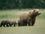 Buy An Alaskan Brown Bear Leads Her Three Cubs at AllPosters.com