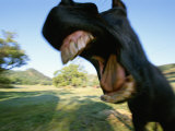 A Close View of a Yawning Horses Wide Open Mouth