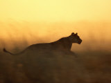 Silhouetted Lioness Running at Twilight