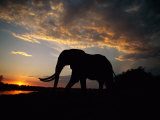 African Elephant Silhouetted at Twilight