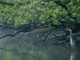 Buy Great Blue Heron at AllPosters.com
