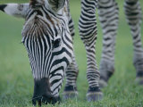Close View of a Grants Zebra Grazing