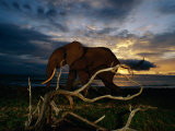 Buy An African Elephant (Loxodonta Africana) Walking Along the Beach at AllPosters.com