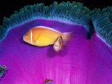 Pink Anemonefish Swim Near the Stinging Tentacles of a Magnificent Sea Anemone