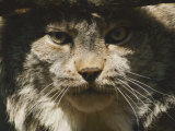 A Portrait of a Northern Lynx