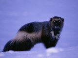 Buy A Portrait of a Wolverine at AllPosters.com