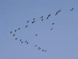 Buy Forming a Huge V, Canada Geese Migrate South at AllPosters.com