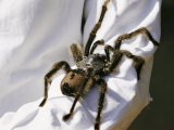 A Large Tarantula Spider on a Mans Arm