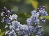 Close View of Hyacinth Lilacs (Syringa Hyachinthiflora)