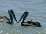 Buy Brown Pelicans Touching Beaks at AllPosters.com