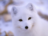 A Portrait of an Arctic Fox