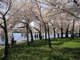 Tourists Enjoy Blooming Cherry Trees in the Nations Capital