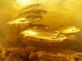 An Underwater Photograph of Atlantic Salmon