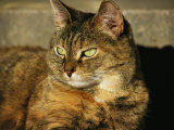 A Portrait of a Pet Tabby Cat