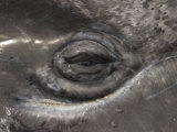 A Close View of the Eye of a Gray Whale Calf
