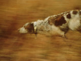 Hunting Dog Running