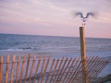 Buy A Sea Gull Takes off from a Wooden Fence at AllPosters.com