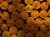 A Close View of Red Salmonfish Eggs