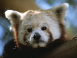 Close View of a Red Panda