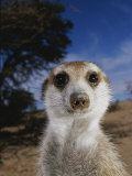 A Close View of an Adult Meerkat (Suricata Suricatta)