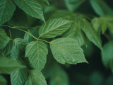 Buy Green Leaves at AllPosters.com