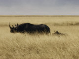 A Black Rhinoceros and Her Youngster Walk in the Tall Grass