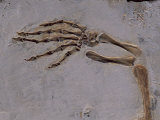 Fossil of Lizard-Like Creature, China