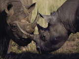 A Pair of Black Rhinoceroses Graze