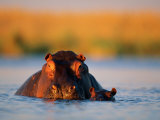 A Female Hippotamus and Her Youngster Enjoy a Dip in Their Favorite Water Hole