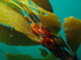 Red Crab on a Kelp Plant, Close View