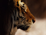 A Close Profile View of a Siberian Tiger