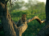 Buy A Leopard Relaxes on a Tree Branch at AllPosters.com