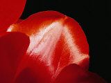 Buy Sunlight Shines on Red Tulip Petals at AllPosters.com