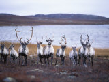 A Group of Barren-Ground Caribou