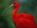 Portrait of a Captive Scarlet Ibis