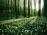 Spring Forest View with Anemones, Rugen Island in the Baltic Sea