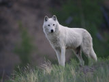 Buy A Portrait of a Wolf (Canis Lupus) at AllPosters.com
