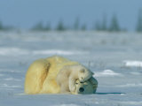 A Polar Bear Cub Rests Soundly Atop its Mothers Head