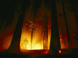 Buy A Prescribed Fire Illuminates the Giant Sequoia Trees at AllPosters.com