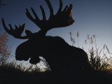Buy The Silhouetted Head of a Moose at AllPosters.com