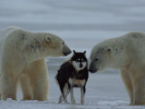 Two Polar Bears (Ursus Maritimus) Sniff a Chained Husky