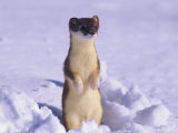 A Portrait of a Weasel