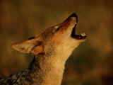 Barking Black-Backed Jackal