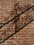 Shadow Patterns of a Lone Vine and a Wrought Iron Fence Across a Wall