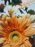 A Close-up of Daisies