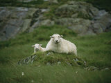 Buy A Ewe and Her Lamb Resting on a Small Mound at AllPosters.com